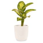 گیاه مدل برگدار مدل ۴