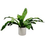 گیاه مدل برگدار مدل ۵