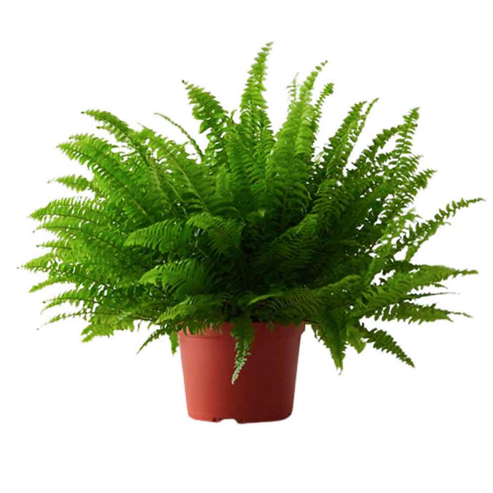 6 گیاه مدل برگدار مدل ۶ - تصویر 1